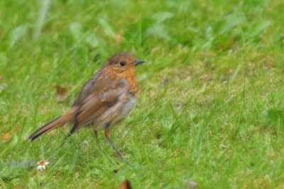 011_1370Cabra_Robin.jpg