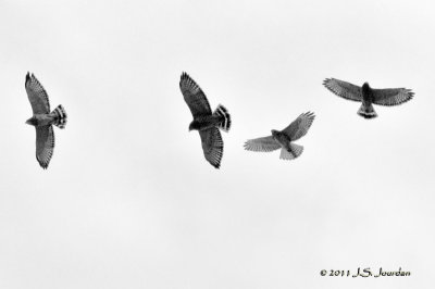011_1986BroadwingedHawkb.jpg