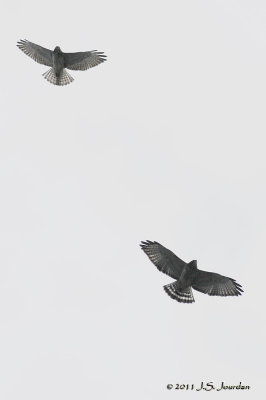 011_1987BroadwingedHawkb.jpg