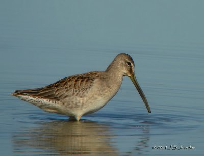 LongbilledDowitcher4569b.jpg