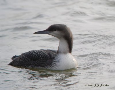 Pacific Loon