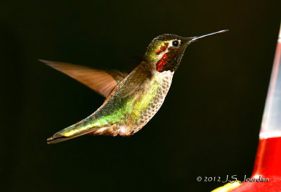 AnnasHummingbird012_6373b.jpg