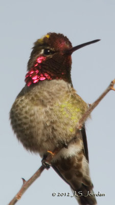 AnnasHummingbird0489b.jpg