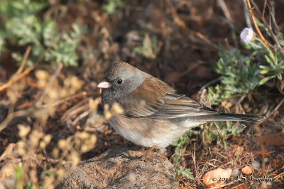 DarkeyedJunco012_6285b.jpg