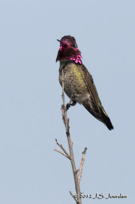 AnnasHummingbird012_6433b.jpg