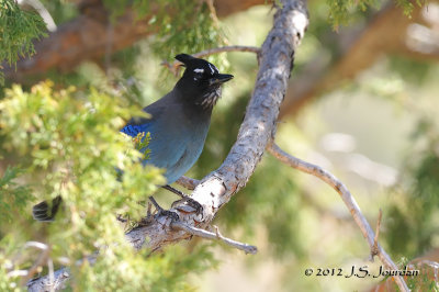 StellersJay012_6489b.jpg