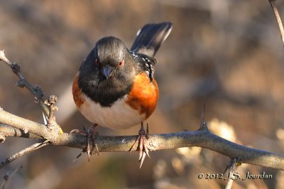 SpottedTowhee012_6537b.jpg