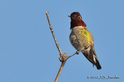 AnnasHummingbird012_6520b.jpg