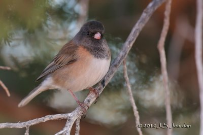 DarkeyedJunco012_6573b.jpg