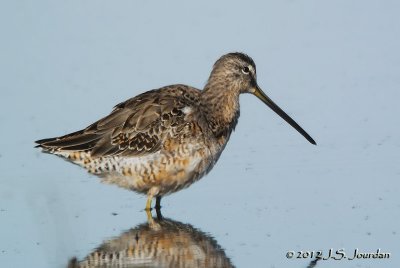 LongbilledDowitcher3168b.jpg