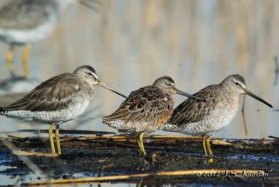 LongbilledDowitcher3102b.jpg