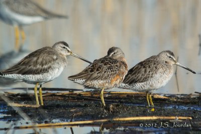 LongbilledDowitcher3108b.jpg