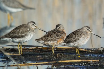 LongbilledDowitcher3108b.jpg