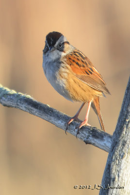 SwampSparrow2856b.jpg