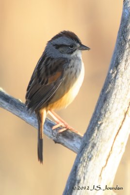 SwampSparrow2825b.jpg