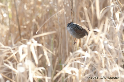 012_7209SwampSparrowb.jpg