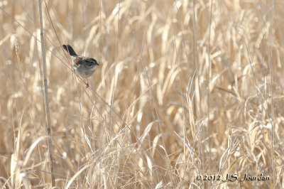 012_7197SwampSparrowb.jpg