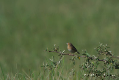 GrasshopperSparrow4993b.jpg