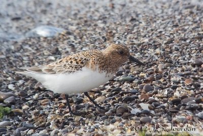 Sanderling7251b.jpg