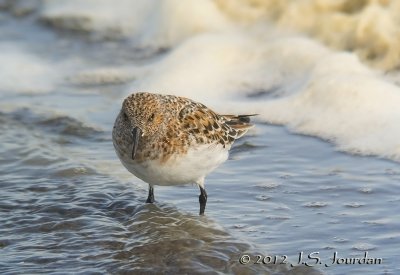 Sanderling7702b.jpg