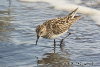 SemipalmatedSandpiper7648b.jpg