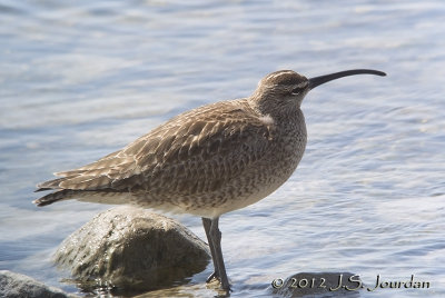 Whimbrel8206b.jpg