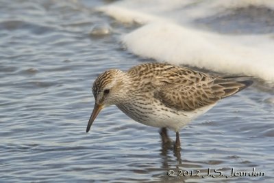 WhiterumpedSandpiper7672b.jpg