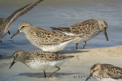 WhiterumpedSandpiper7828b.jpg