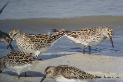 WhiterumpedSandpiper7830b.jpg