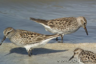 WhiterumpedSandpiper7840b.jpg