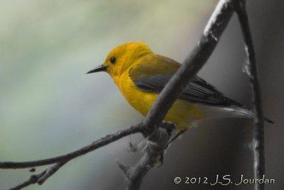 Prothonotary Warbler