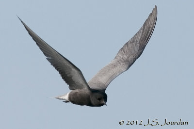 012_1285BlackTernb.jpg