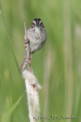 012_1515SwampSparrowb.jpg