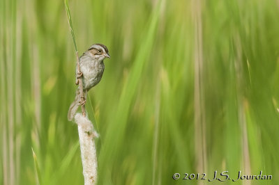 012_1509SwampSparrowb.jpg