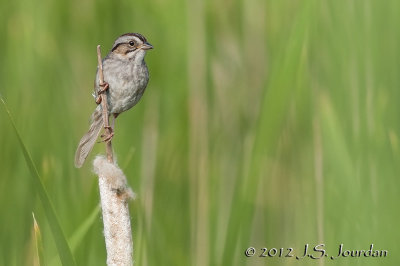 012_1514SwampSparrowb.jpg