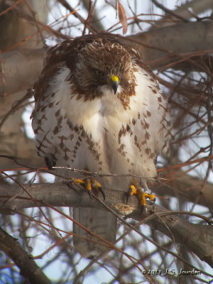 RedtailedHawk0385b.jpg