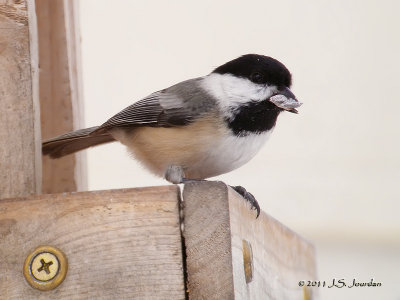 BlackcappedChickadee0968b.jpg