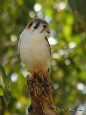 AmericanKestrel1213b.jpg