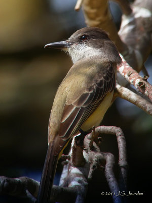 LoggerheadKingbird1283b.jpg