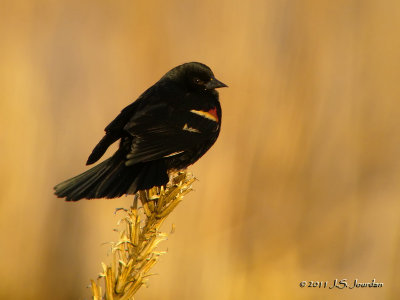 RedwingBlackbird1471b.jpg