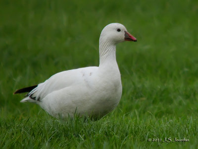 RossGoose1833b.jpg