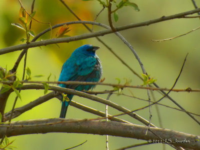 IndigoBunting2011b.jpg