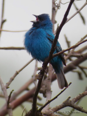 IndigoBunting2153b.jpg