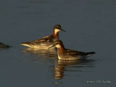 RedneckedPhalarope2162b.jpg