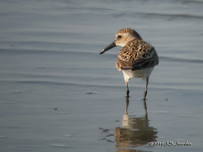 SemipalmatedSandpiper2363b.jpg