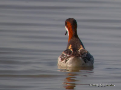RedneckedPhalarope2530b.jpg