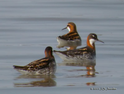RedneckedPhalarope2552b.jpg