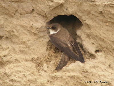 BankSwallow2779b.jpg