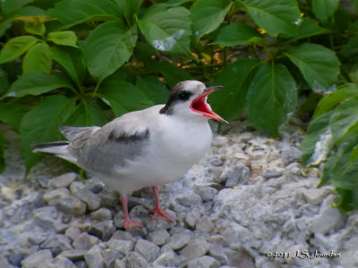 CommonTern_2992b.jpg