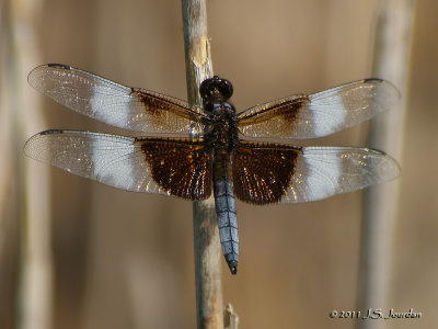 WidowSkimmer3027b.jpg